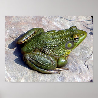 Affiche de grenouille