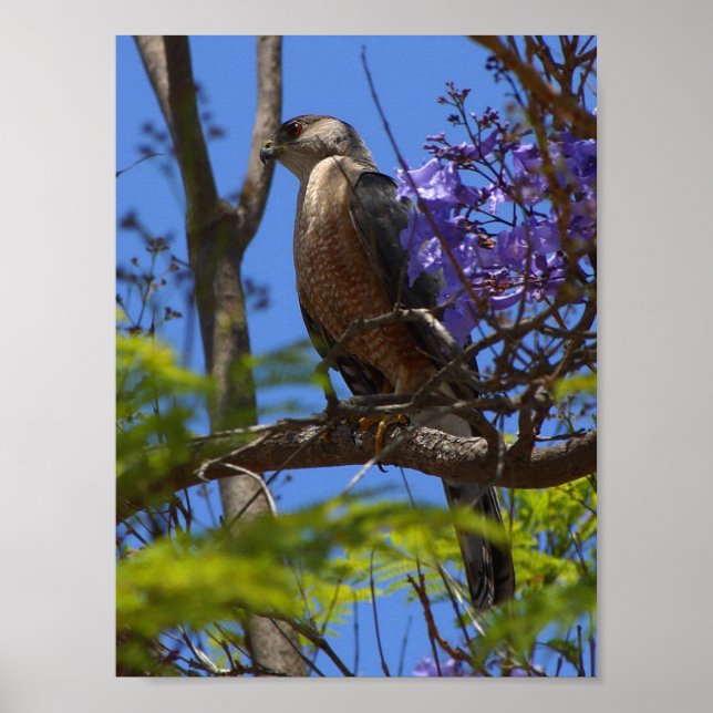 affiche de grillades de bratwurst (Devant)
