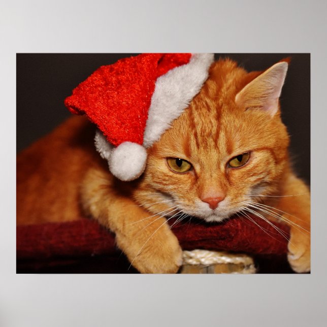 Affiche de Grumpy Cat avec un chapeau de Père Noël (Devant)