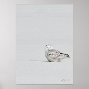 Affiche de hibou de Milou