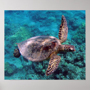Affiche de Honu de tortue d'Hawaï