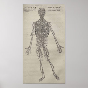 Affiche De Humani Corporis