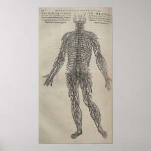 Affiche De Humani Corporis