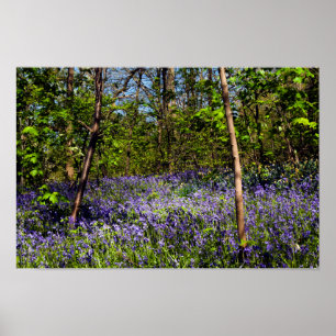 Affiche de jacinthes des bois dans les bois
