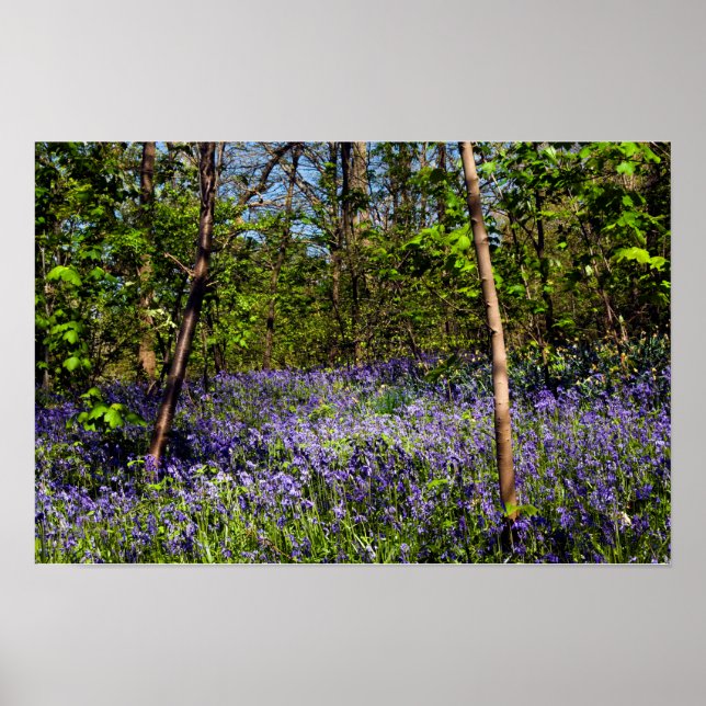 Affiche de jacinthes des bois dans les bois (Devant)