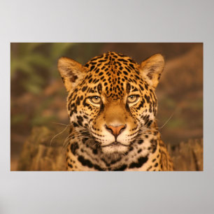Affiche de Jaguar