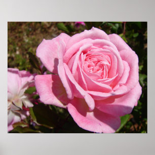 Affiche de jardin de fleurs de rose rose printemps