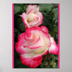 Affiche de jardin de fleurs de rose rouge