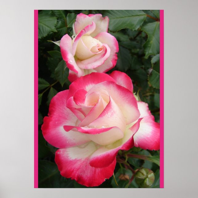 Affiche de jardin de fleurs de rose rouge (Devant)