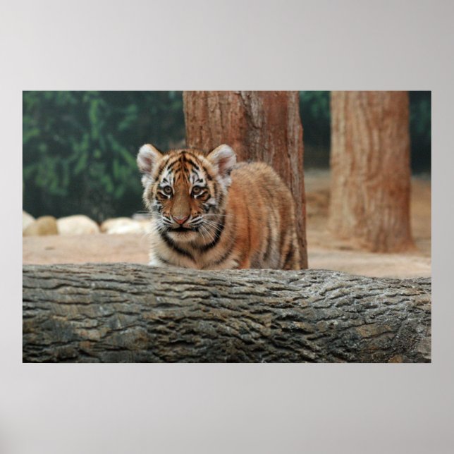 Affiche de jeune tigre (Devant)