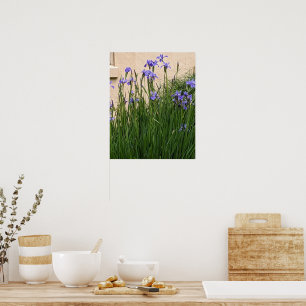 Affiche De jolies iris floraux violets
