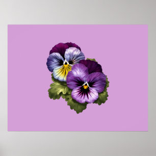 Affiche De Jolies Pansies Violettes