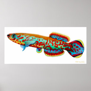 Affiche de Killifish de Fundulopanchax Gardneri