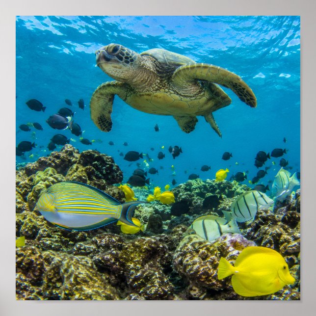 Affiche de la baie de Hanauma Hawaii (Devant)