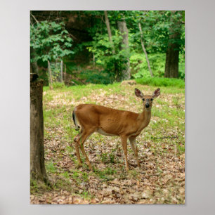 Affiche de la biche dans les bois