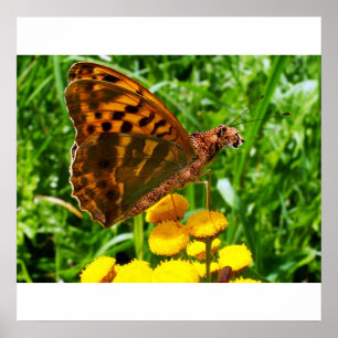 Affiche de la Buttercheeta