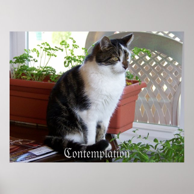 affiche de la contemplation du chat (Devant)