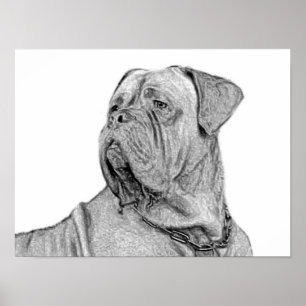 Affiche de la Dogue de Bordeaux