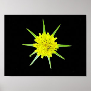 Affiche de la fleur sauvage Barbe de bouc mineure
