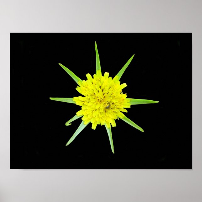 Affiche de la fleur sauvage Barbe de bouc mineure (Devant)