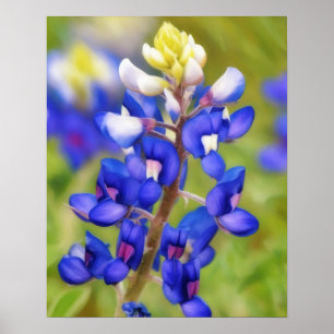 Affiche de la fleur sauvage Bluebonnet du Texas