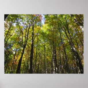 Affiche de la forêt de Bieszczady