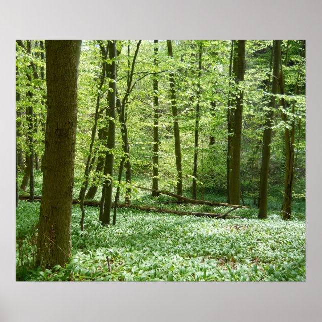 affiche de la forêt tranquille (Devant)