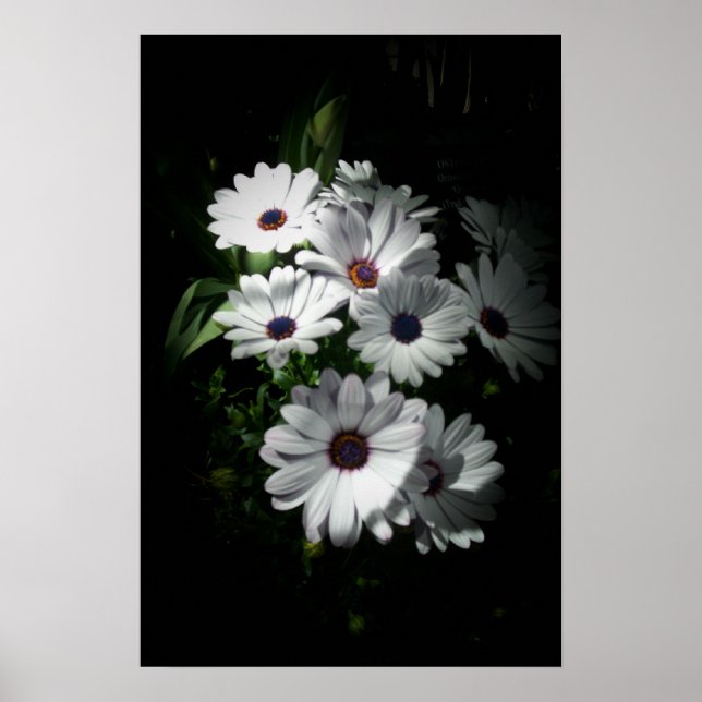 Affiche de la marguerite (Devant)