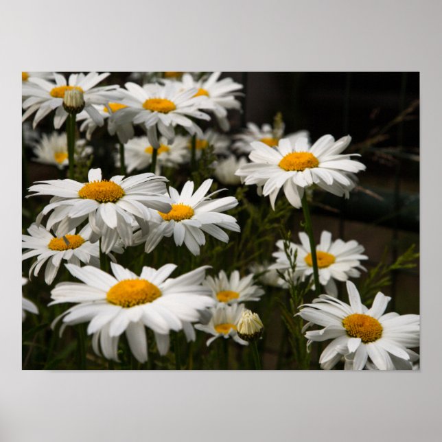 Affiche de la marguerite d'été (Devant)