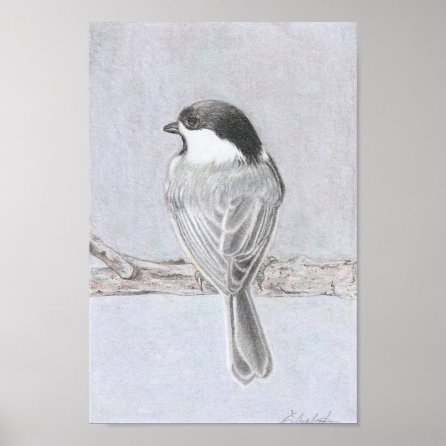 Affiche de la mésange à tête noire (Devant)