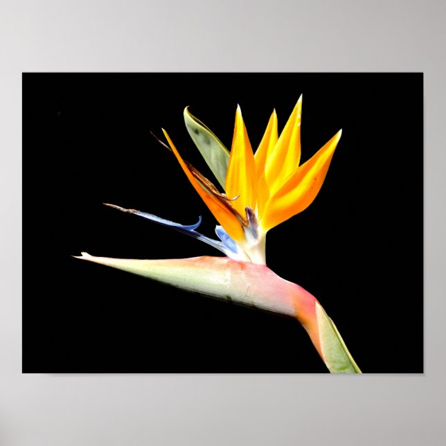 Affiche de la plante oiseau de paradis (Devant)