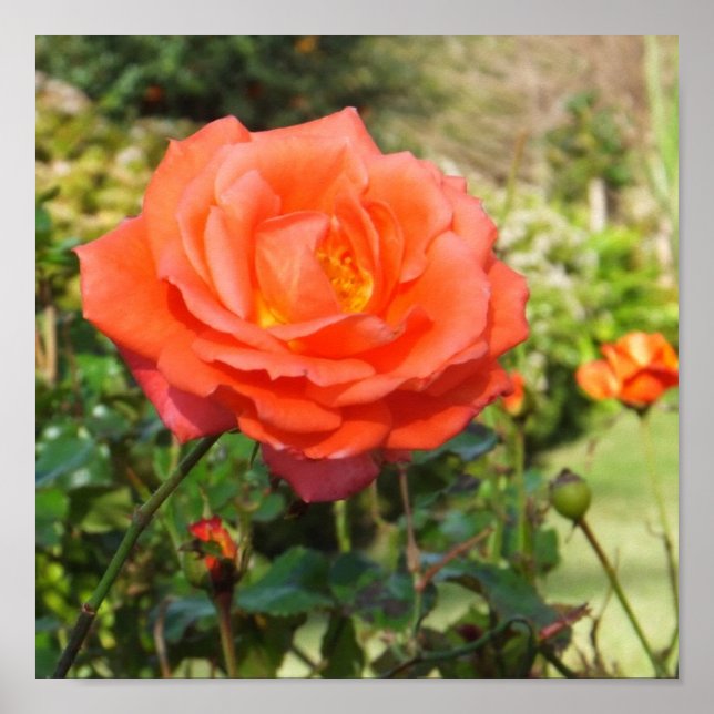 Affiche de la Rose rouge (Devant)