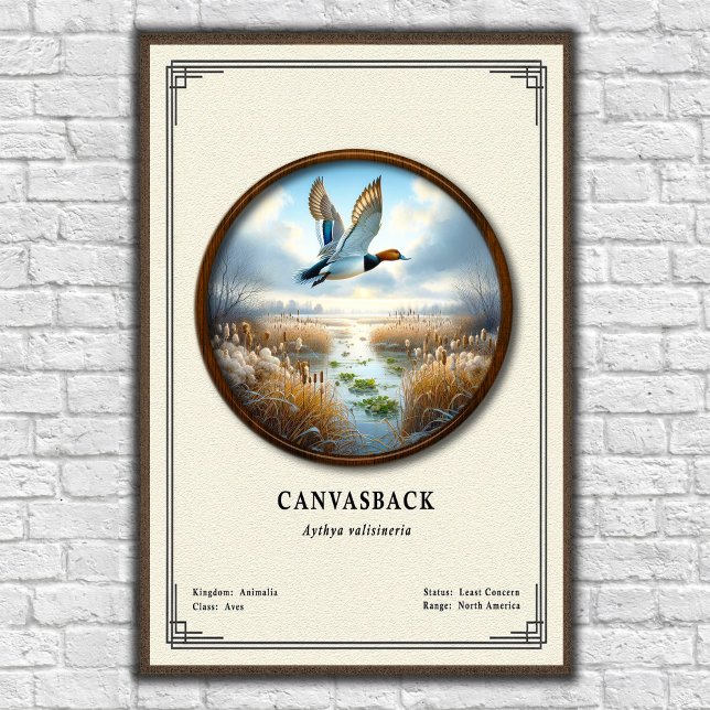 Affiche de la série de zoologie Canvasback (Créateur téléchargé)
