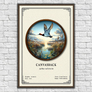 Affiche de la série de zoologie Canvasback