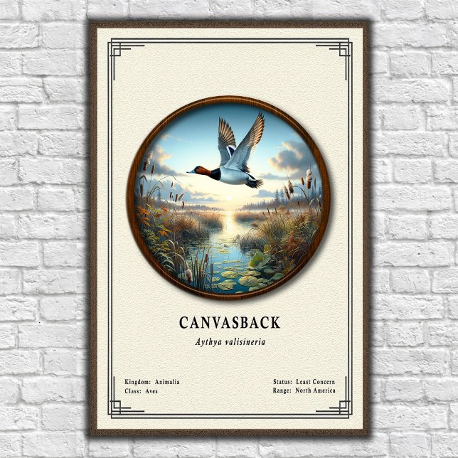 Affiche de la série de zoologie Canvasback (Créateur téléchargé)