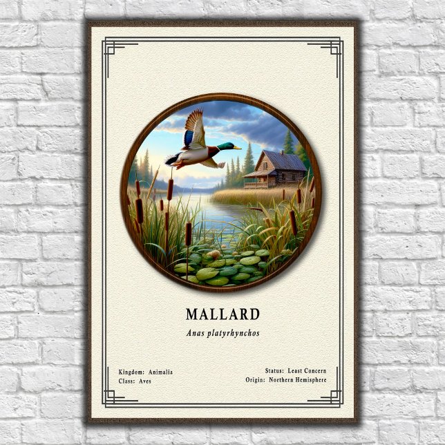 Affiche de la série de zoologie du colvert (Créateur téléchargé)
