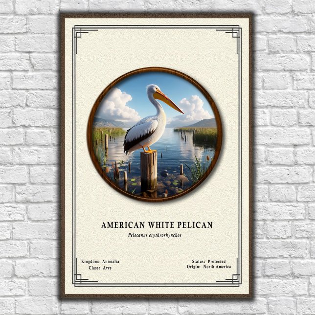 Affiche de la série de zoologie du Pélican blanc d (Créateur téléchargé)