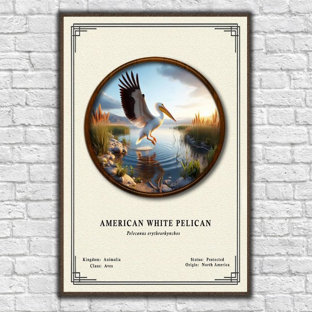 Affiche de la série de zoologie du Pélican blanc d (Créateur téléchargé)