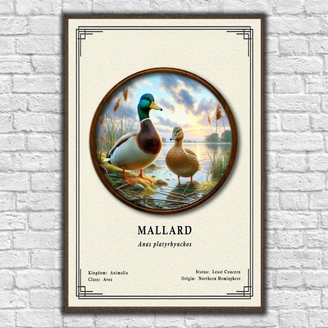 Affiche de la série de zoologie sur le colvert (Créateur téléchargé)