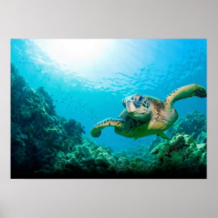 Affiche de la tortue de mer