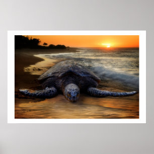 Affiche de la tortue de mer au coucher du soleil