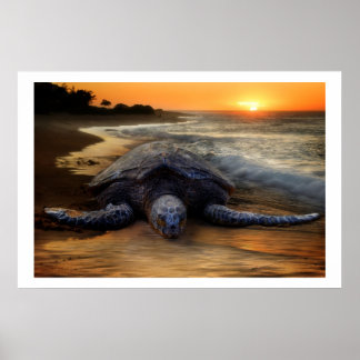 Affiche de la tortue de mer au coucher du soleil