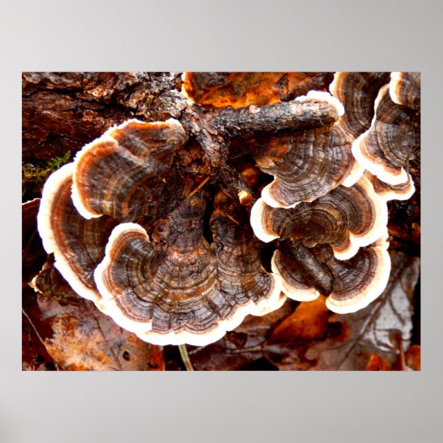 Affiche de la Turquie Tails Fungi (Devant)