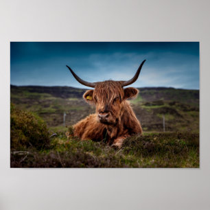 Affiche de la vache écossaise Highland en pâturage