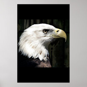 Affiche de l'aigle américain Poster Prints Aigles