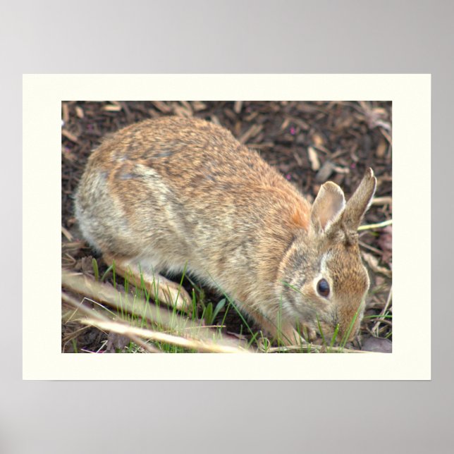 Affiche de lapin Bunny (Devant)