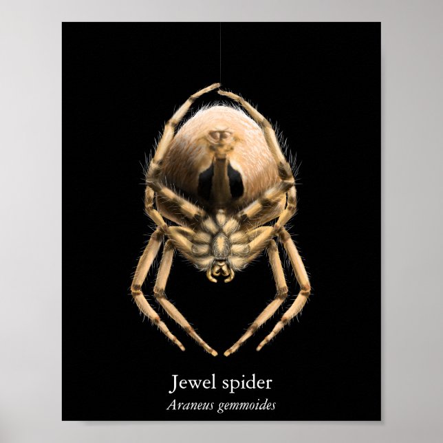 Affiche de l'araignée joyau (semi-brillant) (Devant)