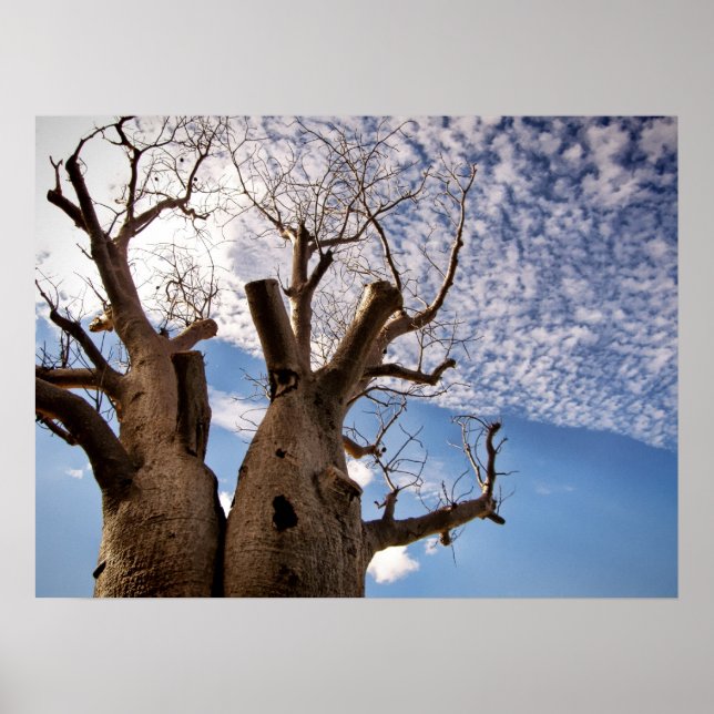 AFFICHE DE L'ARBRE BOAB (Devant)