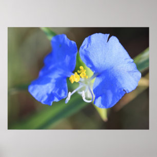 Affiche de larmes de veuves