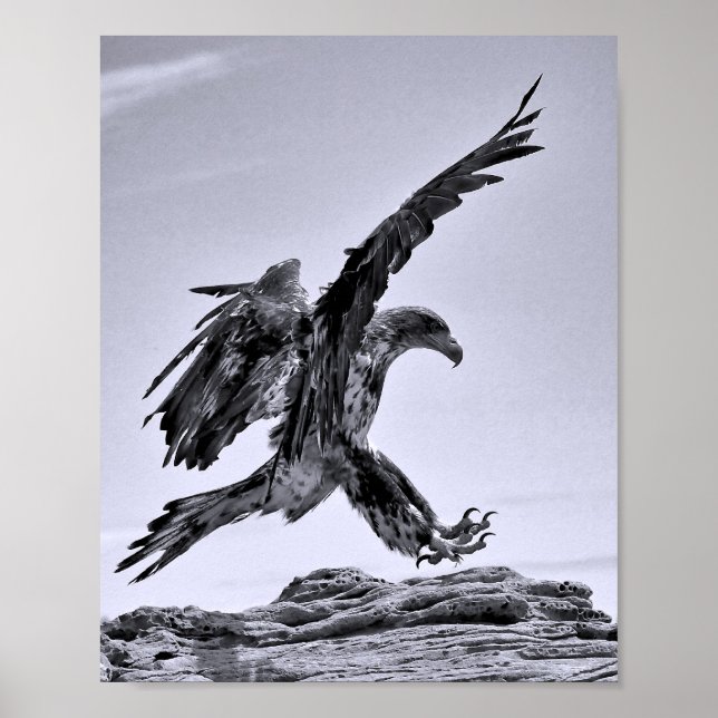 Affiche de l'atterrissage d'un aigle à tête blanch (Devant)